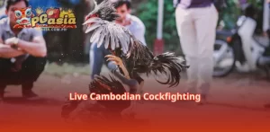 Live Cambodian Cockfighting