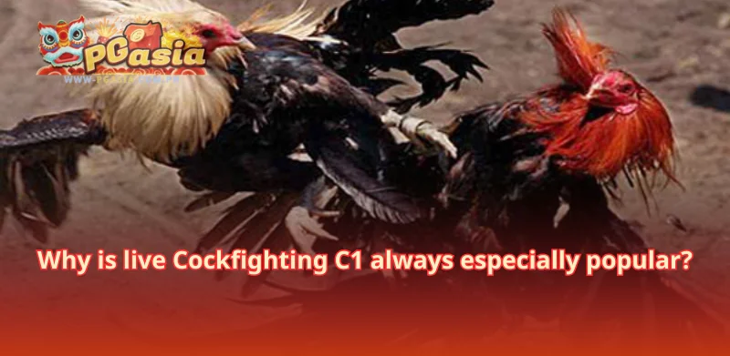 Why is live Cockfighting C1 always especially popular?